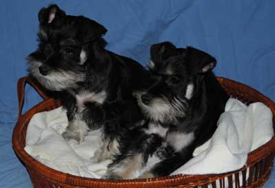 Conner and Carsen. Two Miniature Schnauzer Puppies