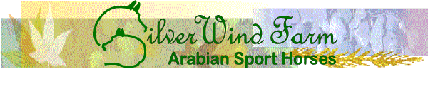 Silver Wind Farm - Arabian Sport Horses