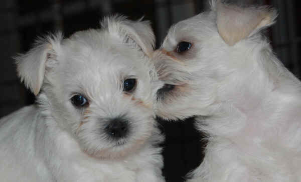 Two cute White Miniature Schnauzer Puppies